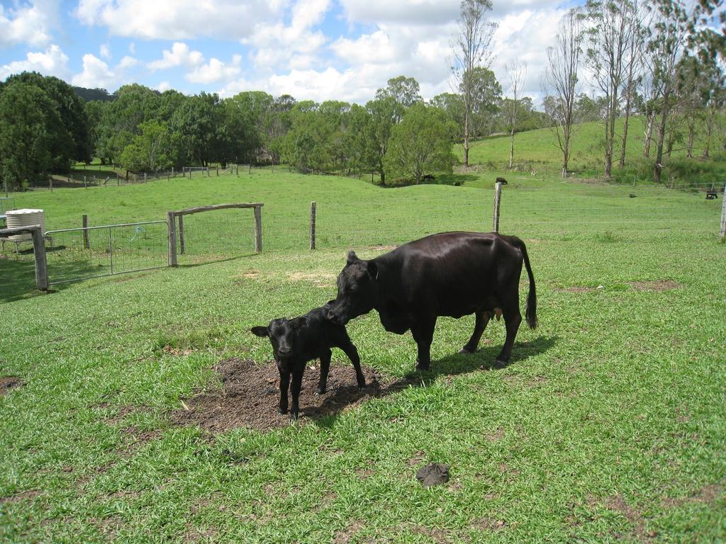 Jacaranda Creek Farmstay & B&B Sunshine Coast 外观 照片