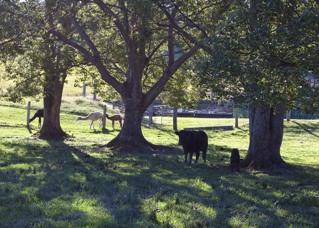 Jacaranda Creek Farmstay & B&B Sunshine Coast 外观 照片