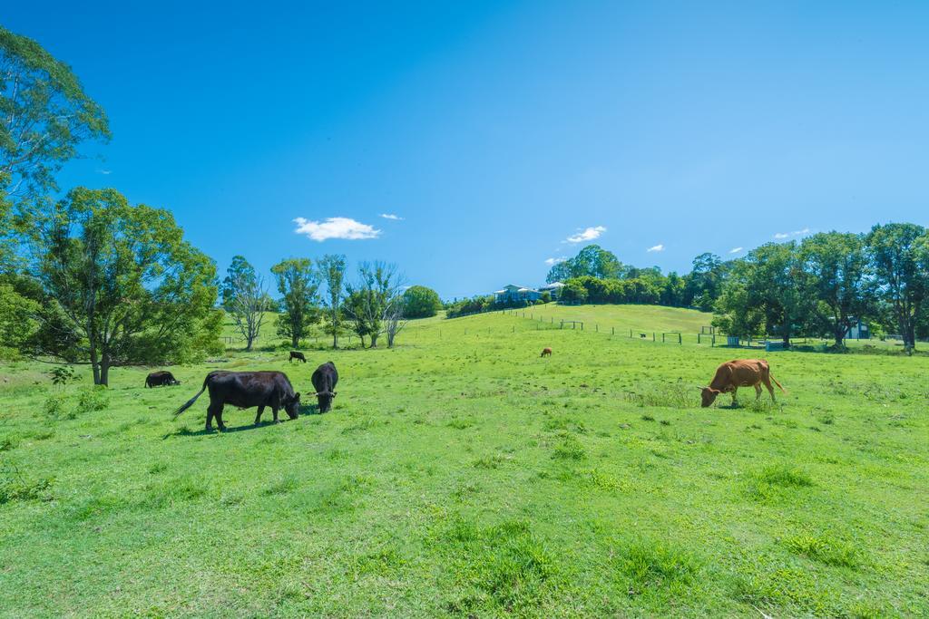 Jacaranda Creek Farmstay & B&B Sunshine Coast 外观 照片