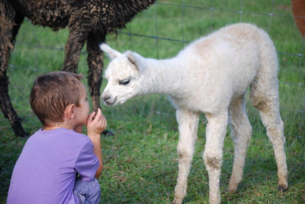 Jacaranda Creek Farmstay & B&B Sunshine Coast 外观 照片