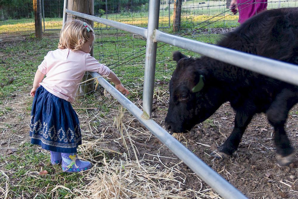 Jacaranda Creek Farmstay & B&B Sunshine Coast 外观 照片