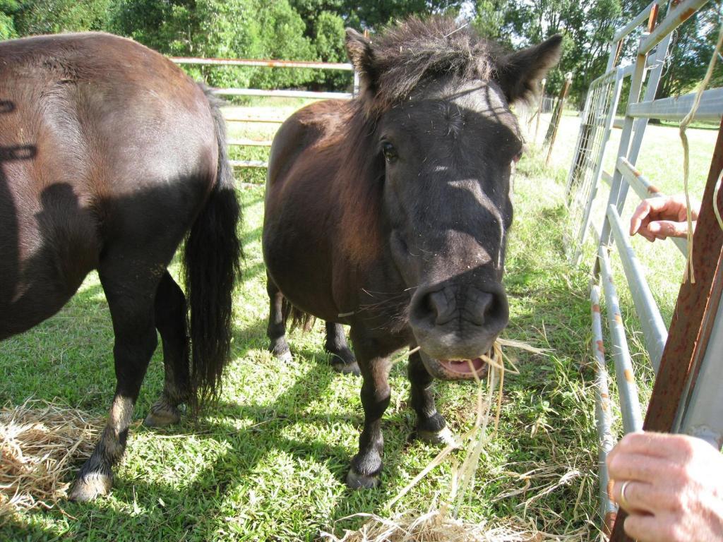 Jacaranda Creek Farmstay & B&B Sunshine Coast 外观 照片